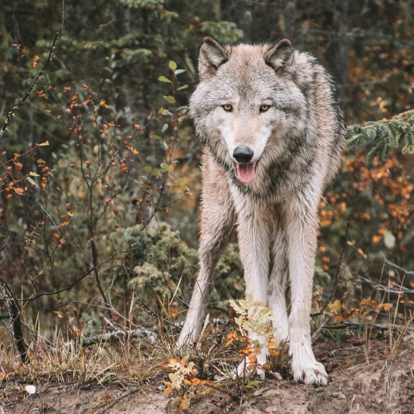 L’autorisation d’abattre les loups à Canjuers remise en question devant le tribunal administratif