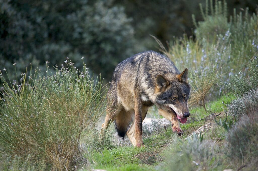 Gros plan d'un loup gris, photo d'illustration
